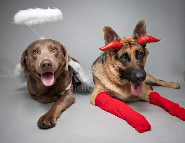 Schäferhund und Labrador Retriever als Engel und Teufel verkleidet — Stockfoto