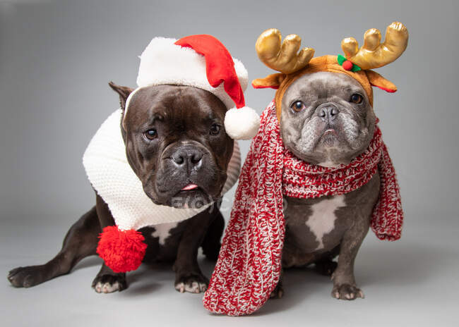 Due bulldog francesi vestiti con un cappello da Babbo Natale e corna — Foto stock