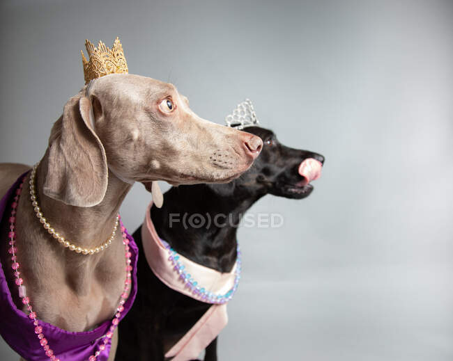 Лабрадор-ретривер и Веймаранер, одетые как принцессы — стоковое фото