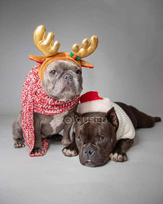 Zwei französische Bulldoggen mit Weihnachtsmütze und Geweih — Stockfoto