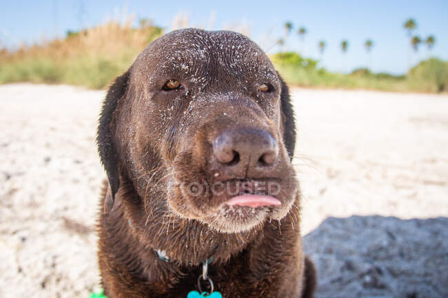 Chocolate labrador retriever covered in sand standing on the beach, Florida, USA — Stock Photo
