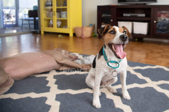 Jack russell terrier and a weimaraner dog in a living room — Stock Photo
