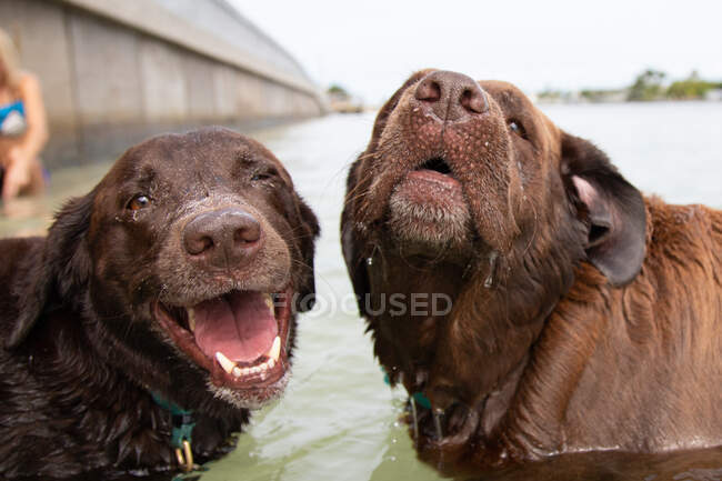 Dos perros labradores de chocolate en el océano, Florida, EE.UU. - foto de stock