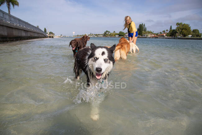 Femme debout dans l'océan jouant avec un groupe de chiens, Floride, USA — Photo de stock