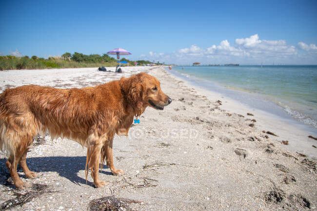 Wet golden retriever dog standing on beach, Florida, USA — Stock Photo
