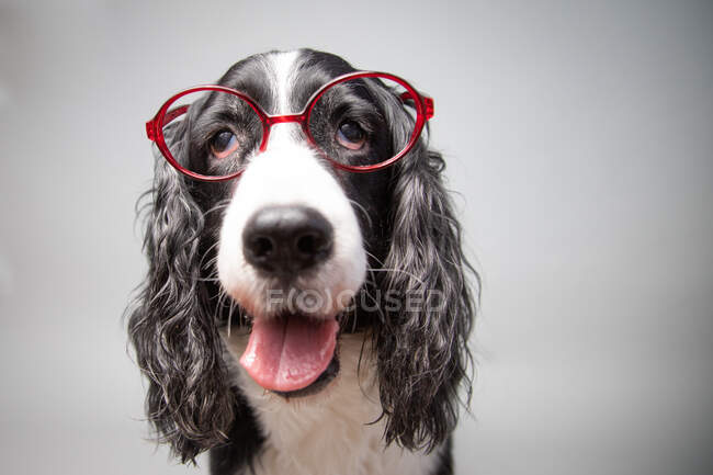 Portrait of an English Springer Spaniel wearing spectacles — Stock Photo