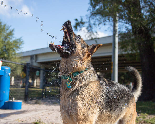 Pastor alemán perro agua potable en un jardín, Florida, EE.UU. - foto de stock