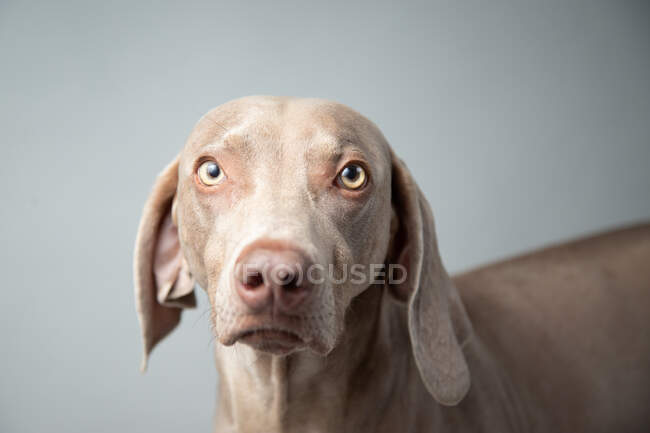 Retrato de un perro weimaraner - foto de stock