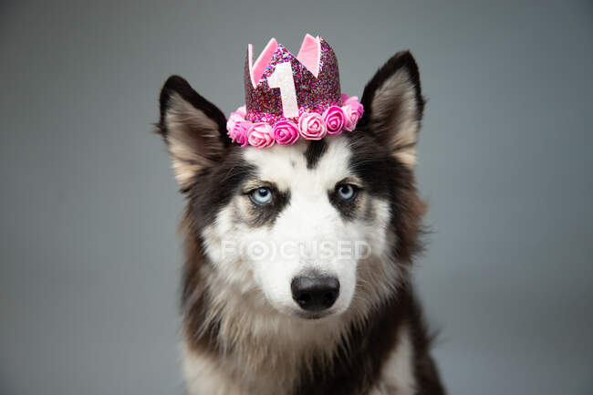 Портрет сибирской хаски в короне первого дня рождения — стоковое фото