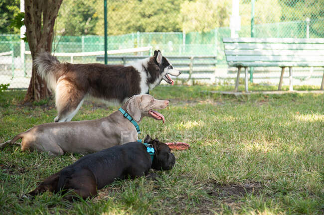 Trois chiens dans un parc à chiens, Floride, États-Unis — Photo de stock