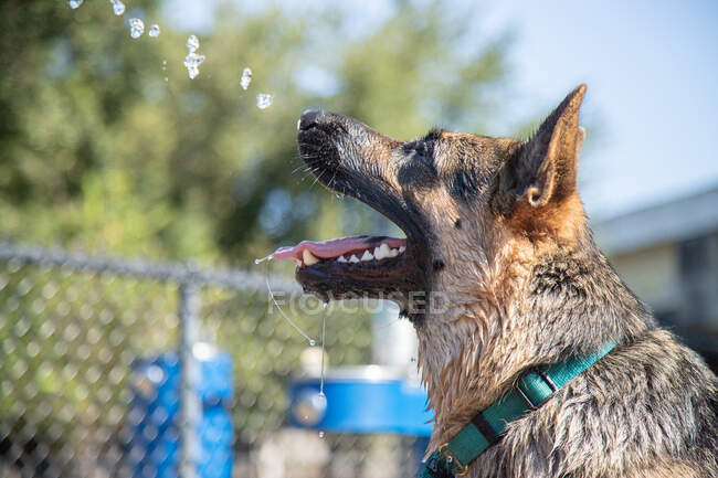 Pastor alemão cão água potável em um jardim, Flórida, EUA — Fotografia de Stock