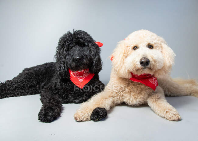 Two labradoodles lying on floor wearing red bandanas — Stock Photo