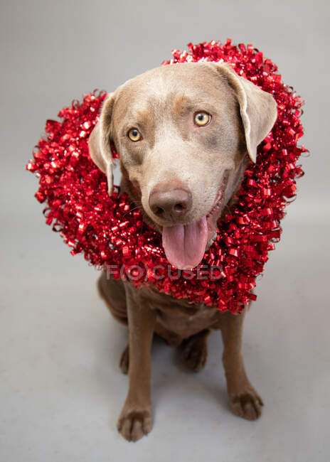 Portrait of a labrador retriever wearing a red tinsel heart shaped wreath — Stock Photo