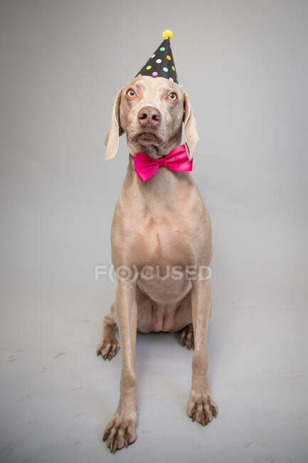 Portrait of a weimaraner wearing a bow tie and party hat — Stock Photo
