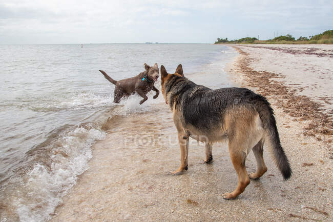 Labrador retriever e um pastor alemão brincando na praia, Flórida, EUA — Fotografia de Stock