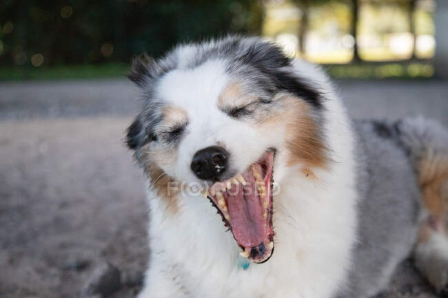 Portrait of an Australian shepherd yawning — Stock Photo