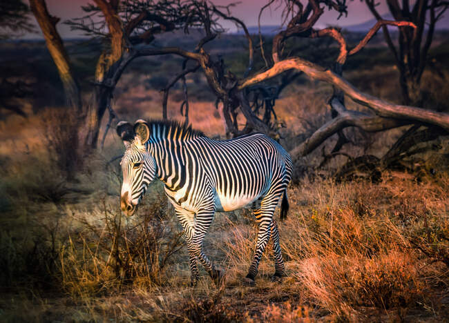 Zebra standing in the bush, Kenya — Stock Photo