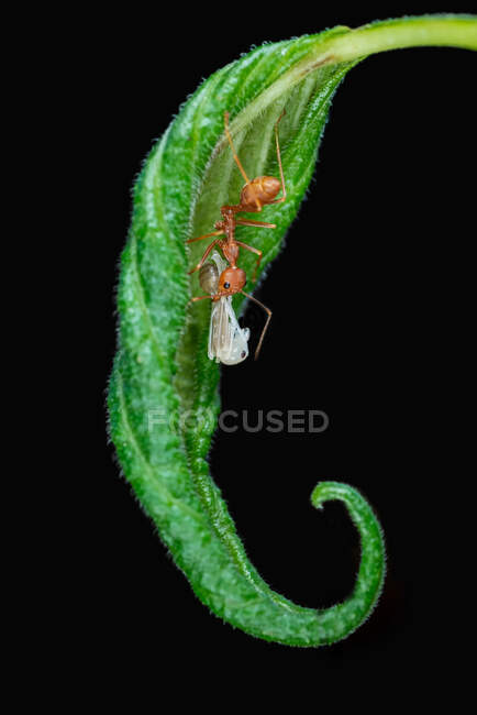 Gros plan d'une fourmi sur une feuille portant un insecte mort, Indonésie — Photo de stock