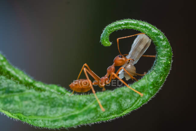 Primo piano di una formica su una foglia che trasporta un insetto morto, Indonesia — Foto stock