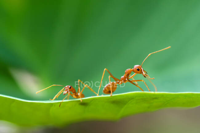 Primer plano de dos hormigas en una hoja, Indonesia - foto de stock
