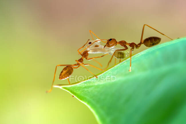 Крупный план двух муравьев, несущих мертвое насекомое, Индонезия — стоковое фото
