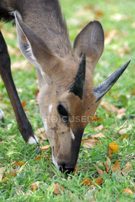 Close-up of a bushbuck eating grass, Kruger National Park, South Africa — Stock Photo