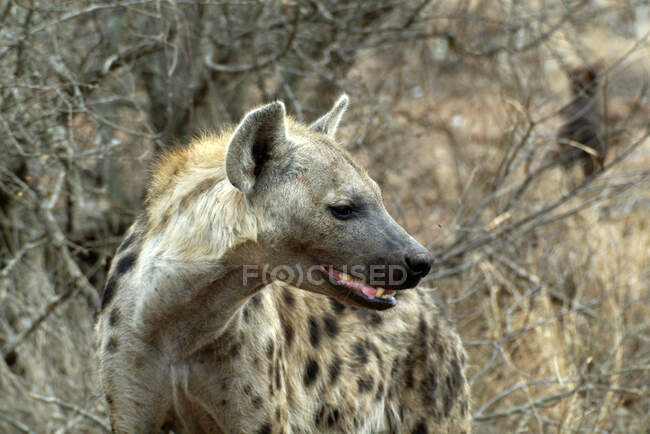 Retrato de uma hiena manchada, Parque Nacional Kruger, África do Sul — Fotografia de Stock