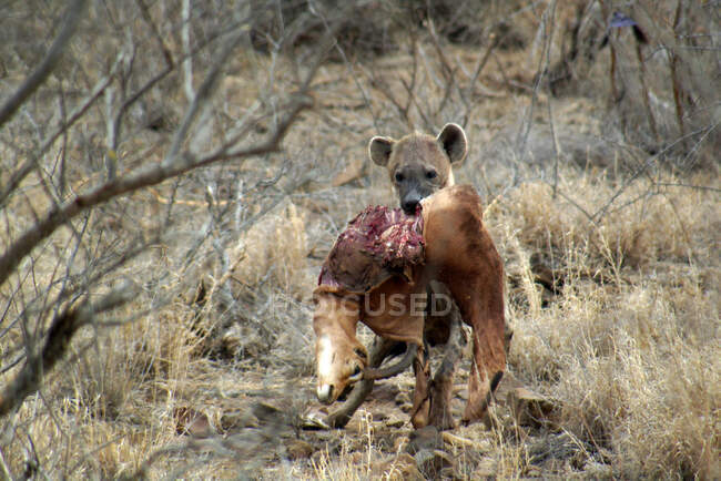 Geflecktes Hyänenjunges, das ein Impala trägt, Kruger Nationalpark, Südafrika — Stockfoto