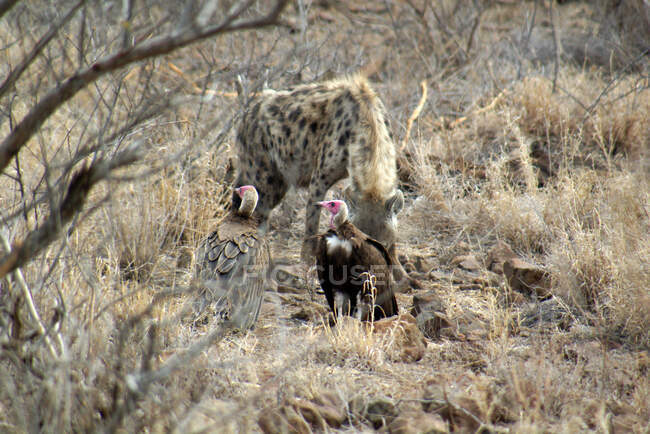 Hiena manchada e dois abutres no mato, Kruger National Park, África do Sul — Fotografia de Stock