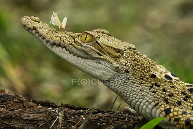 Close-up of an orchid mantis on a crocodile head, Indonesia — Stock Photo
