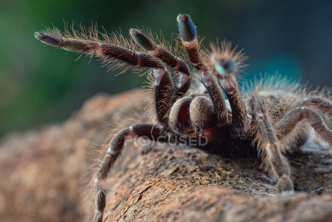 African rear-horned baboon tarantula in defensive mode, Indonesia — Stock Photo