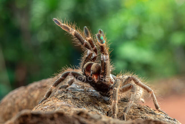 Африканські тарантули з заднім рогом в оборонному режимі, Індонезія — стокове фото
