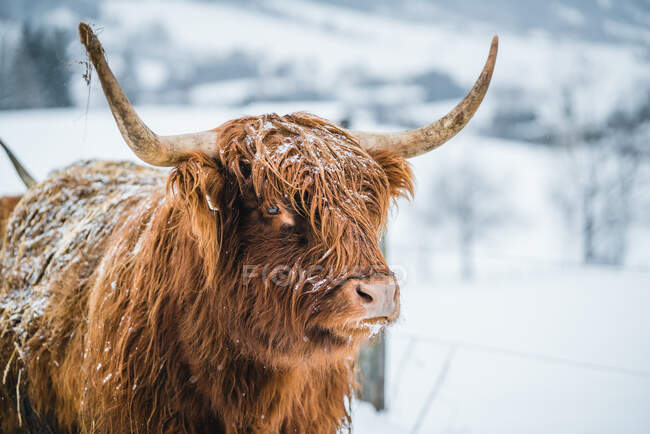 Retrato de una vaca galopante de pie en un campo en la nieve, Austria - foto de stock