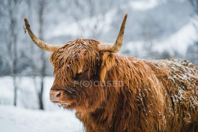 Retrato de una vaca galopante de pie en un campo en la nieve, Austria - foto de stock