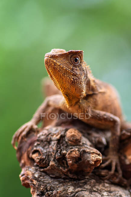 Retrato de un lagarto dragón del bosque en una rama, Indonesia - foto de stock