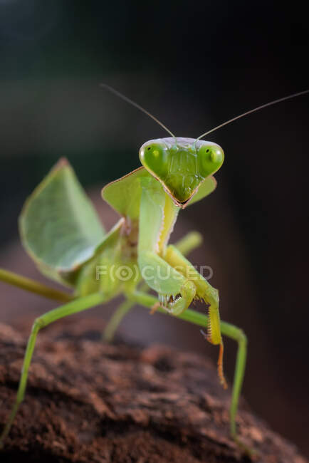 Close-up Portrait of a giant Asian mantis, Indonesia — Stock Photo