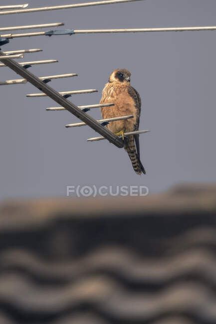 Australian hobby perched on a rooftop aerial, Australia — Stock Photo