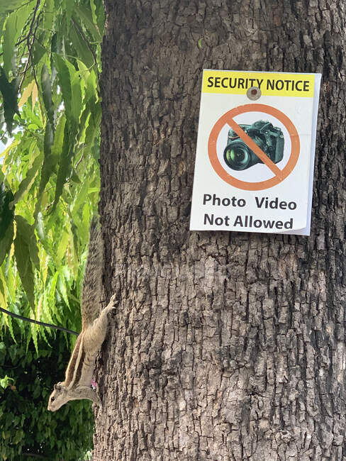 Squirrel on a tree trunk next to a photo video not allowed sign, New Delhi, India — Stock Photo