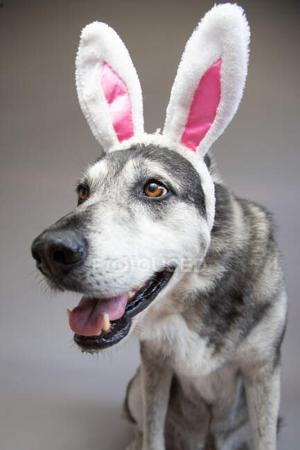 Portrait of a German shepherd wearing bunny ears — Stock Photo