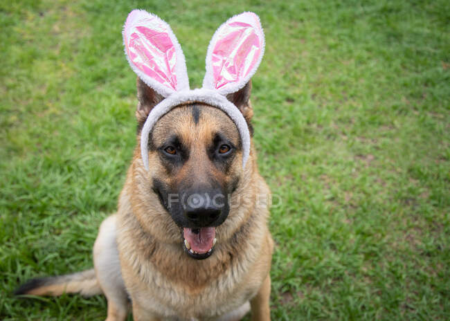 Retrato de um pastor alemão usando orelhas de coelho — Fotografia de Stock