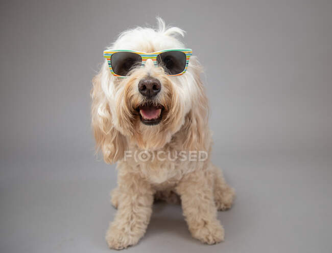 Portrait of a cockapoo wearing sunglasses — Stock Photo
