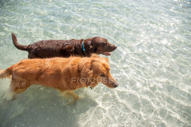 Overhead view of a labrador retriever and golden retriever standing in ocean, Florida, USA — Stock Photo