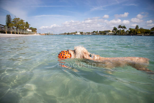 Cockapoo nadando no oceano com uma bola, Flórida, EUA — Fotografia de Stock