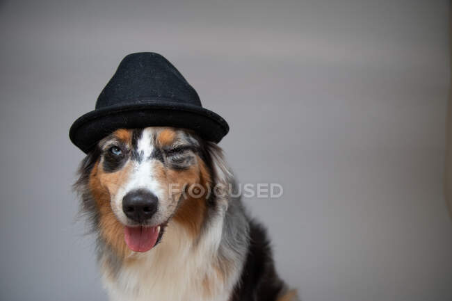 Porträt eines australischen Schäferhundes mit einem zwinkernden Hut — Stockfoto
