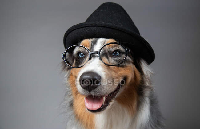 Portrait of an Australian shepherd wearing a hat and spectacles — Stock Photo