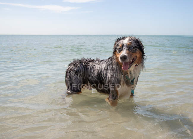 Australischer Schäferhund im Ozean, Florida, USA — Stockfoto