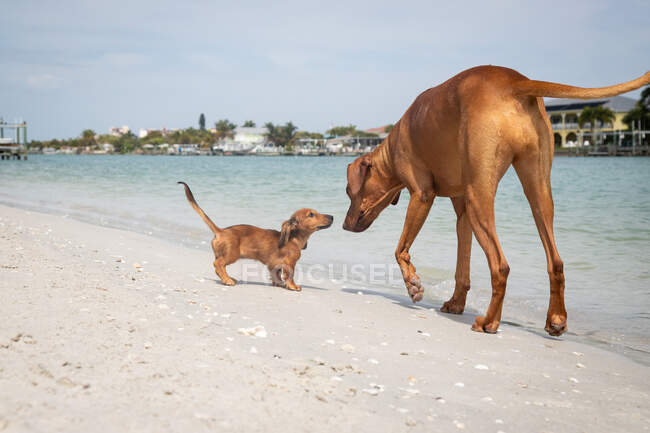 Rhodesian ridgeback and a dachshund on the beach, Florida, EUA — Fotografia de Stock