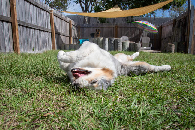 Australischer Schäferhund rollt auf dem Gras in einem Garten, Florida, USA — Stockfoto