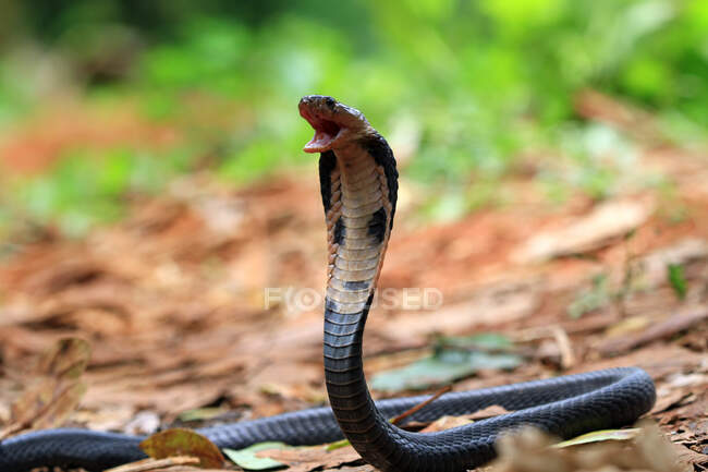 Яванська кобра готова напасти, Індонезія — стокове фото