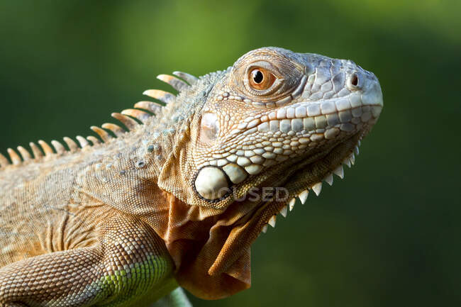 Close-up de uma iguana, Indonésia — Fotografia de Stock